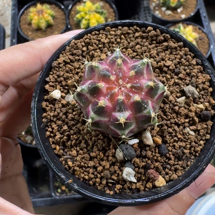 实生米哈锦福利好