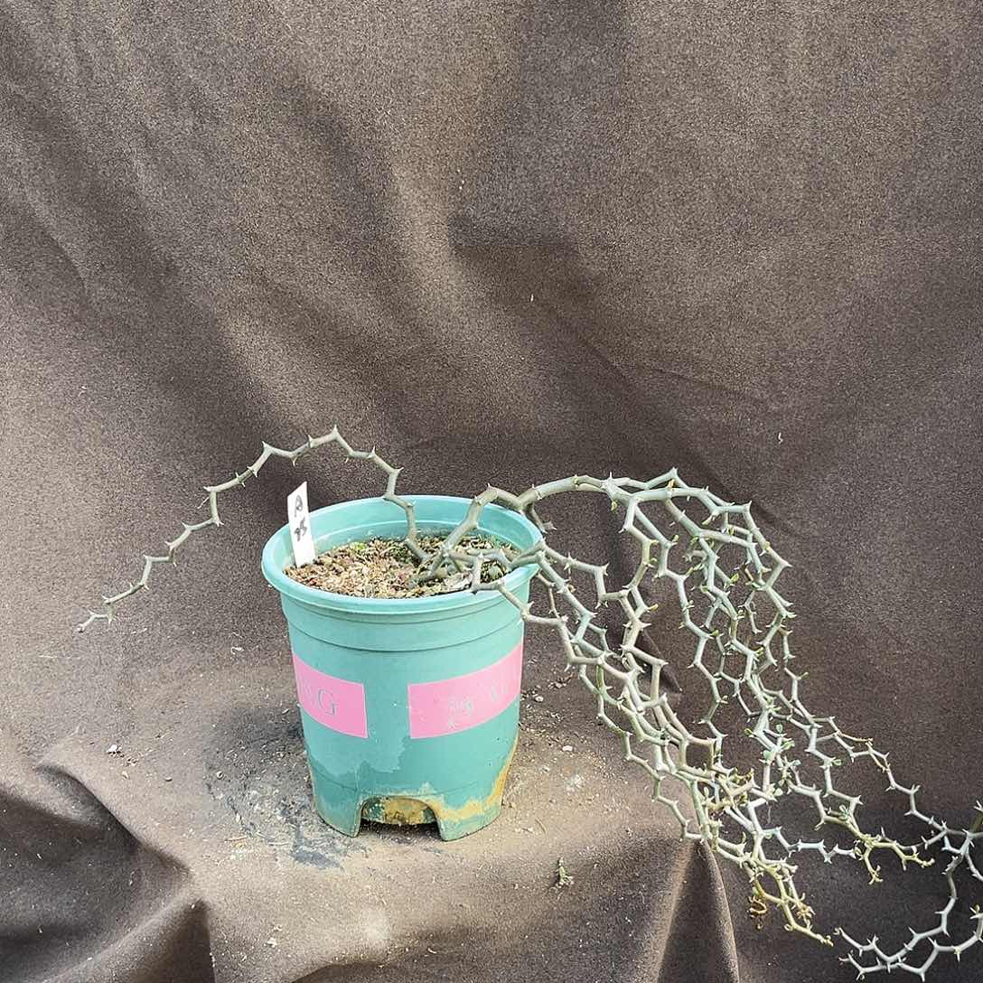 汤圆植物A25弯曲龙原价158