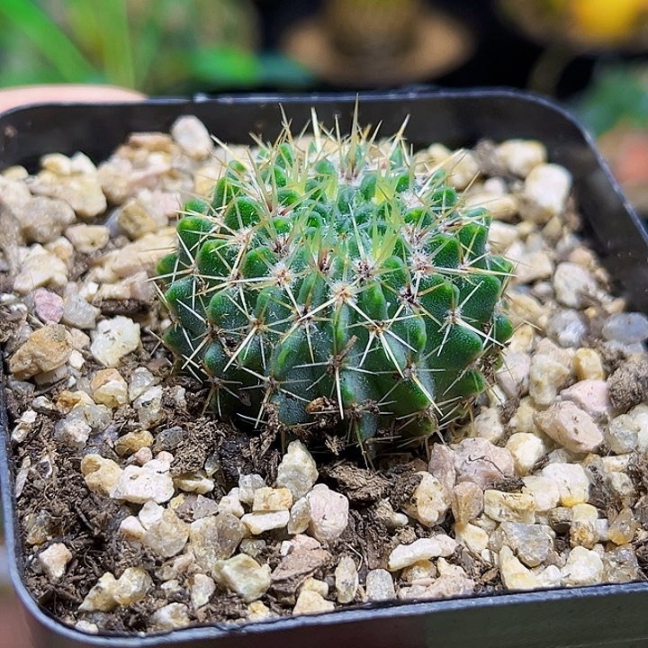 实生白狮子3.2公分