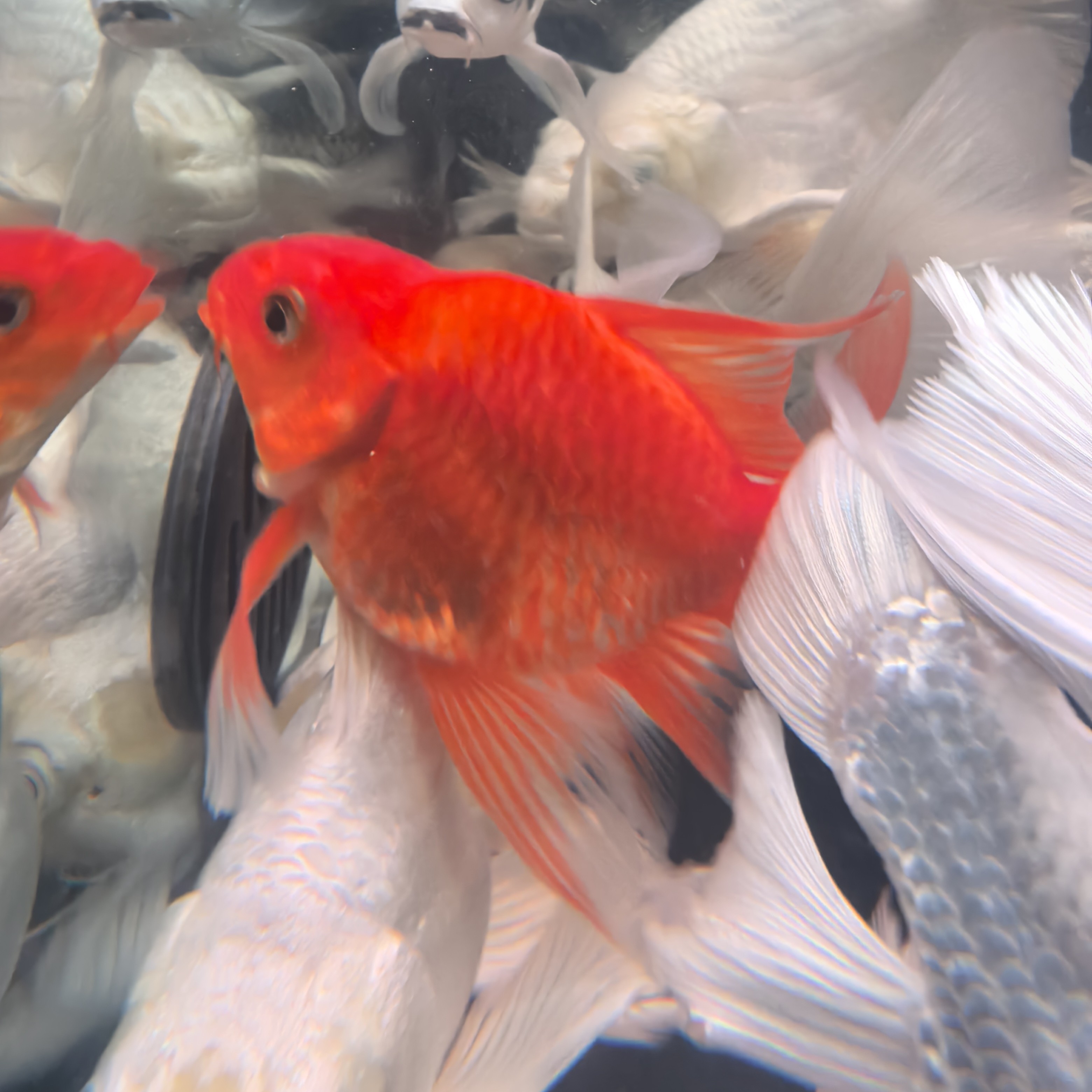 精品纯种红蝴蝶鲤圆首鳍鸡血红冷水观赏鱼大七鳍大尾巴