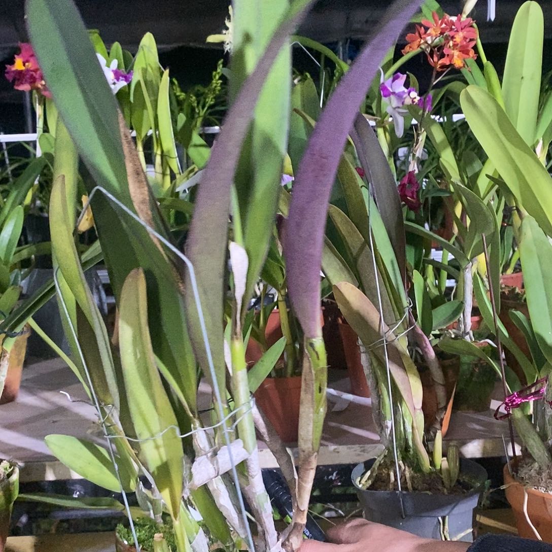 全部花苞王*千羽宝贝