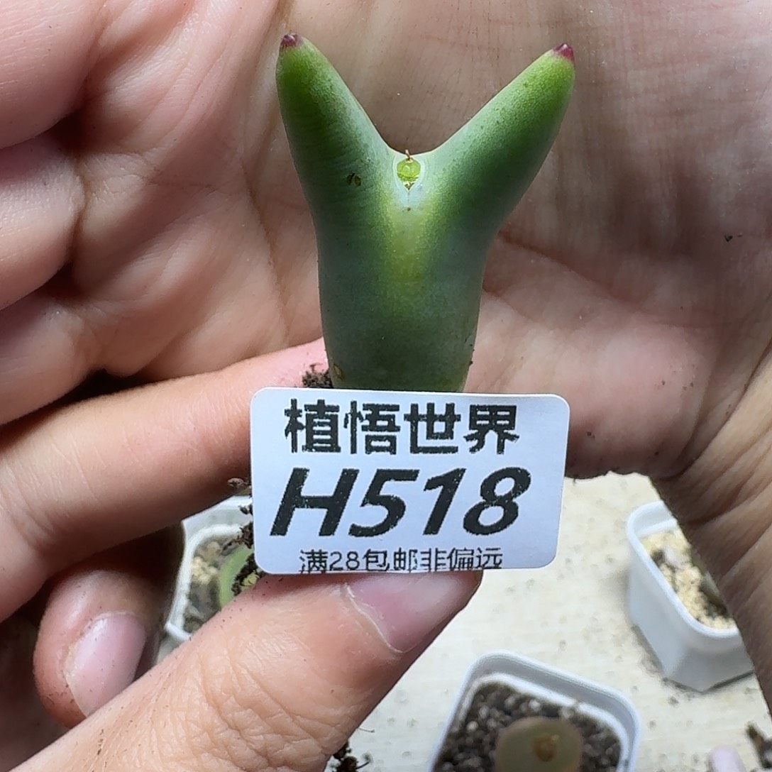 多肉植物发润泽fghnn