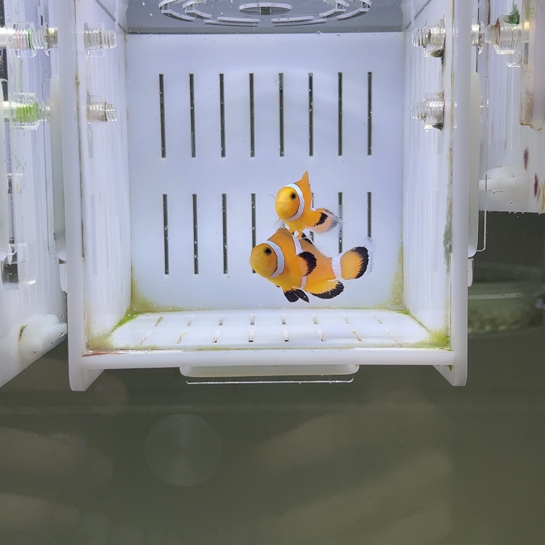 海水鱼3.5对装精品黑边公子礼服