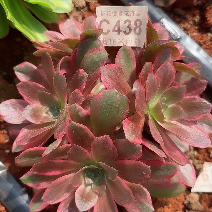 多肉法师淘宝福利