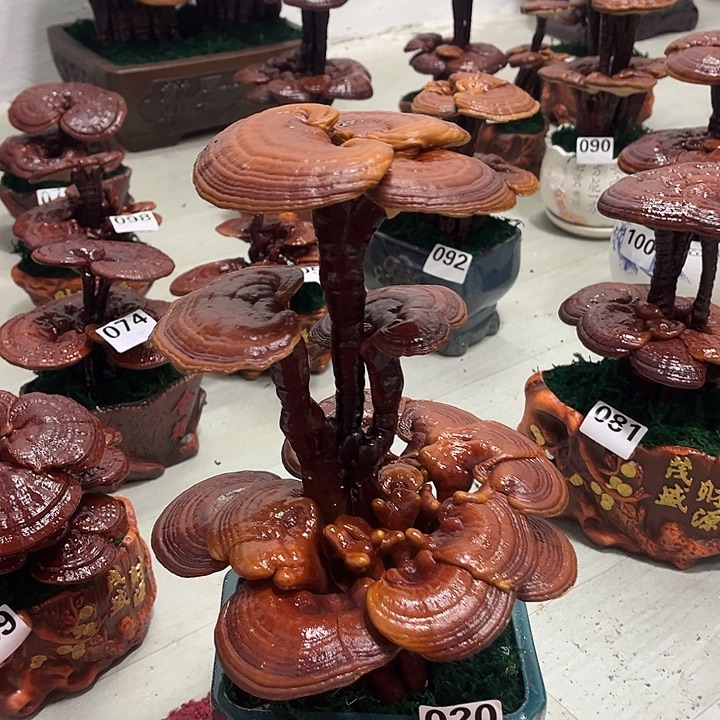 全部花朵888888888888888888888