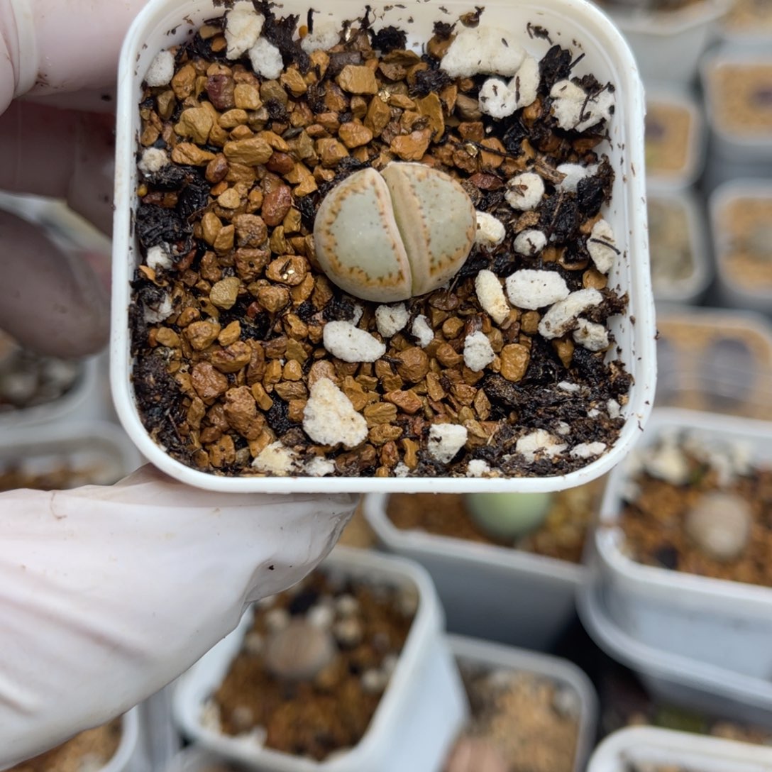 多肉植物一物一拍43