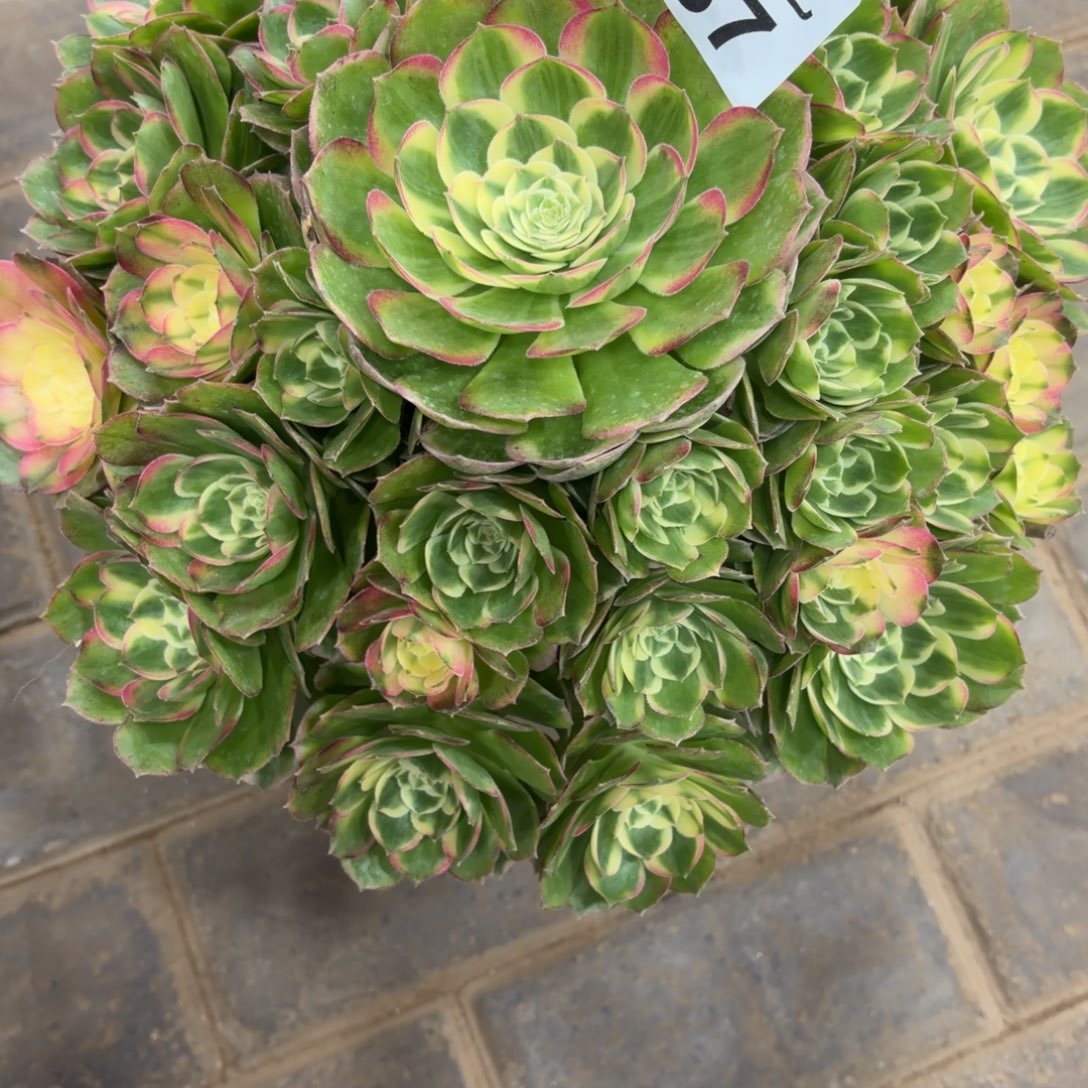 请***扰海王老桩067肉肉肉肉肉肉