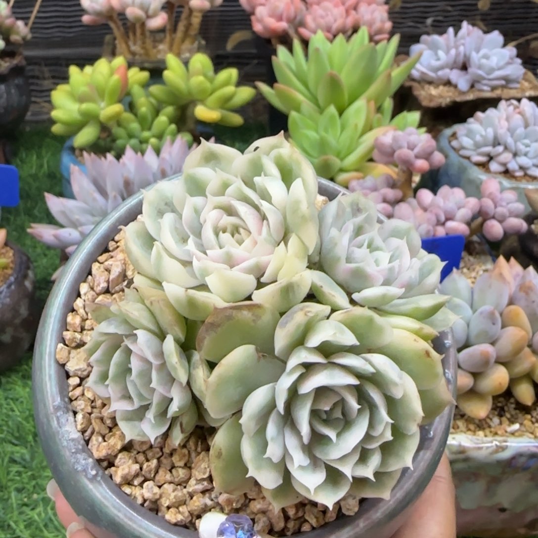 昂斯诺锦一物一拍