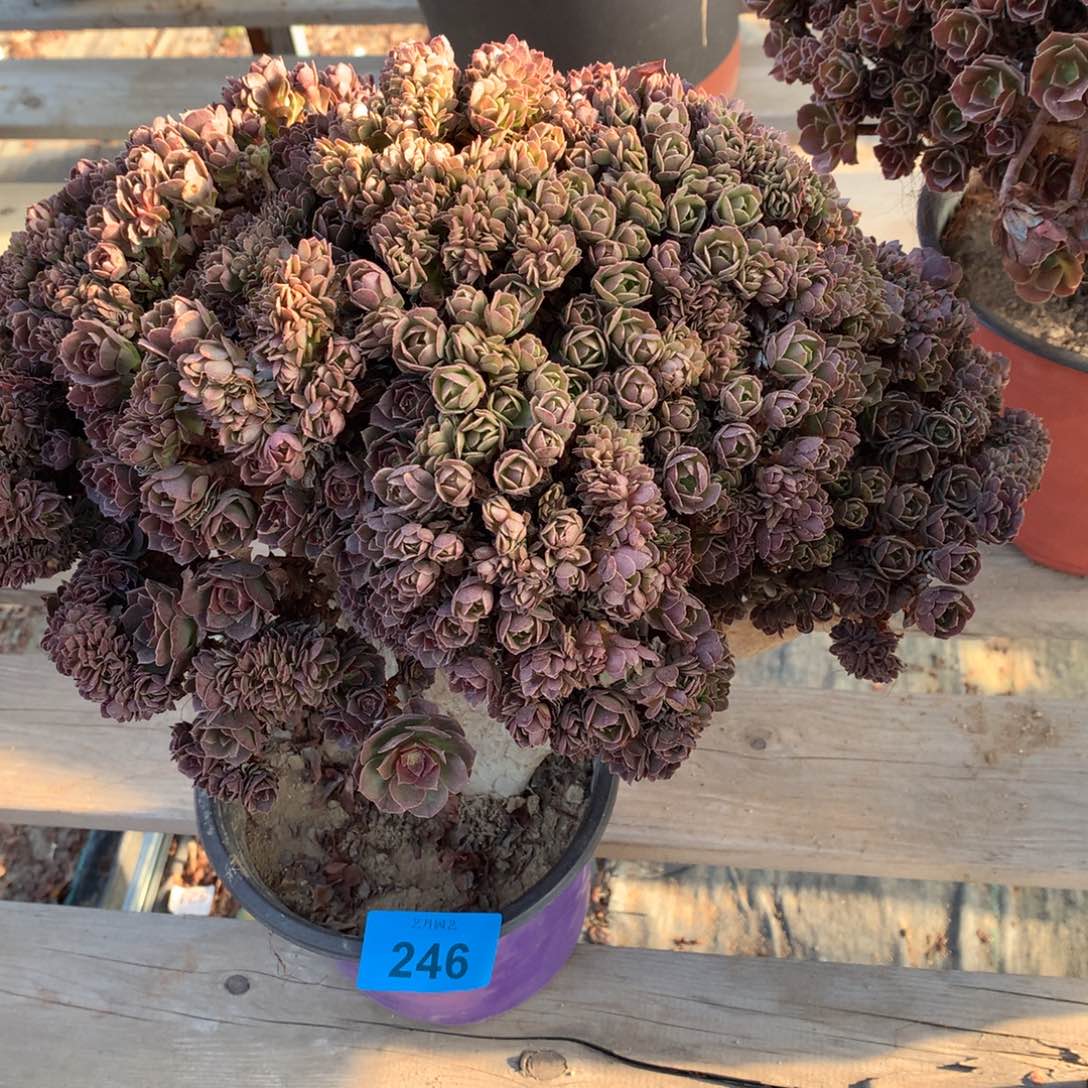 248万圣节缀万圣节缀