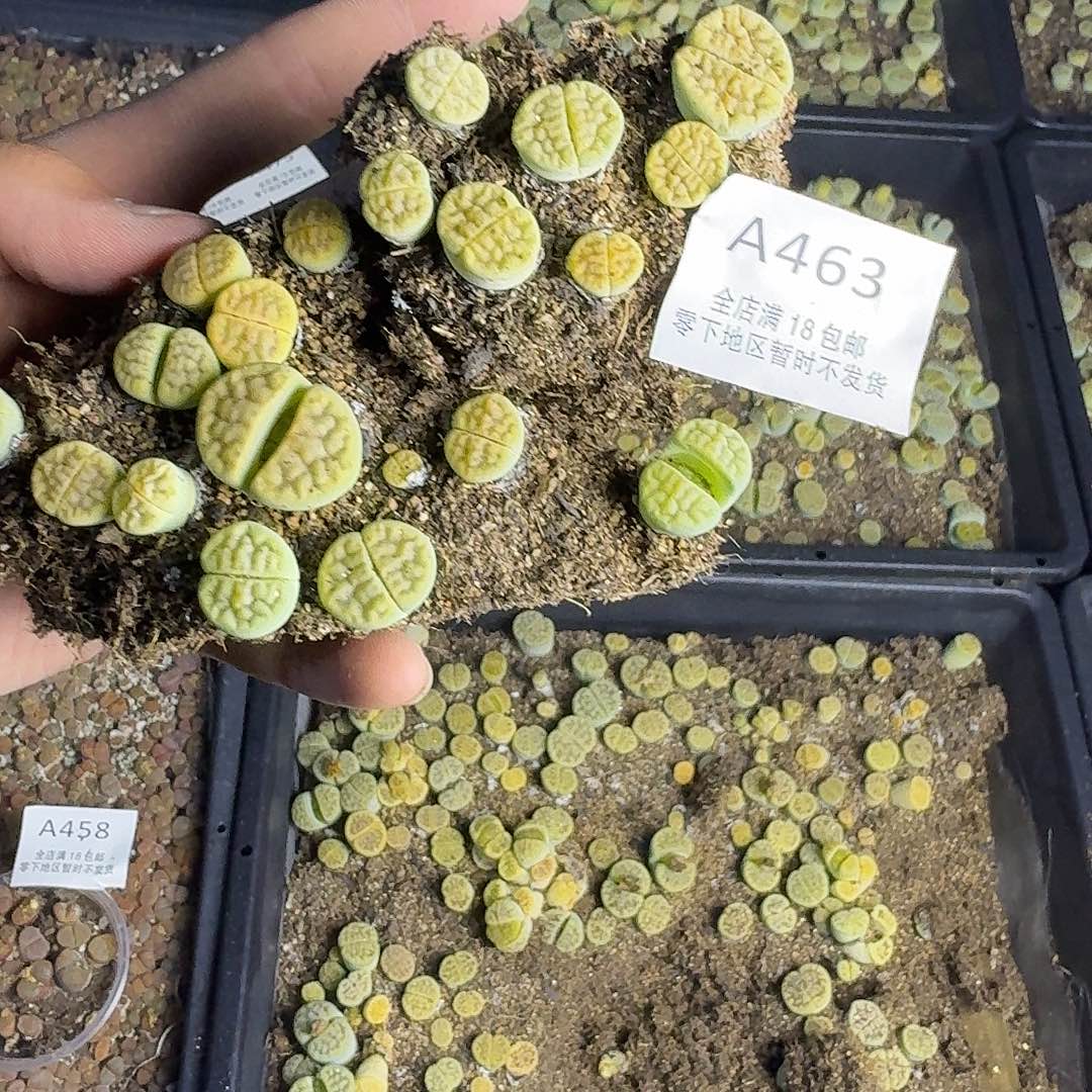 A463 哈哈哈哈哈哈哈