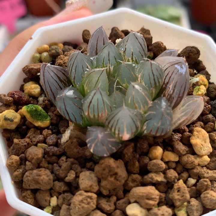 霓虹灯玉露锦带盆土发货