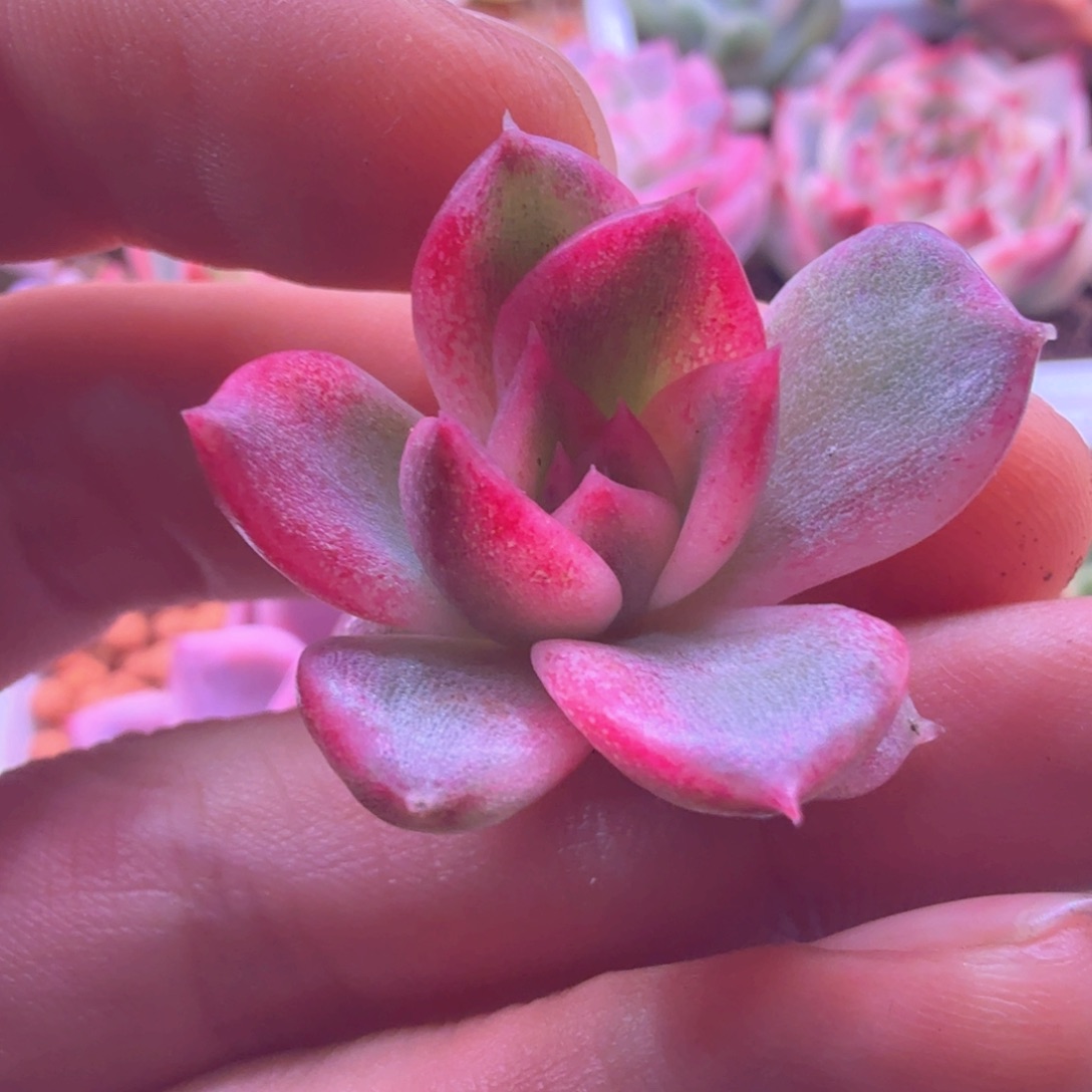 火焰山锦 多肉植物