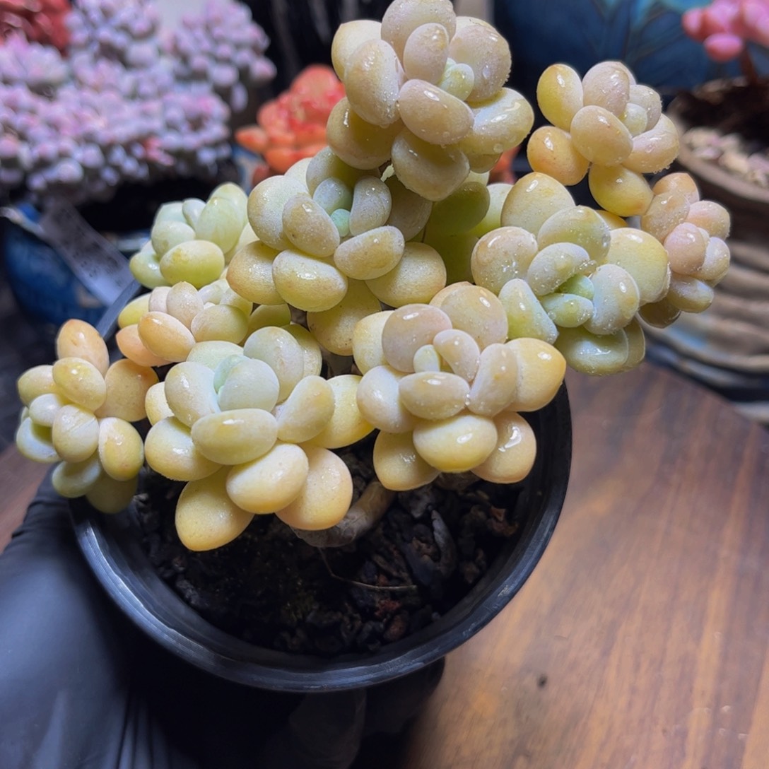 013白奶糖14厘米多肉（甜香）