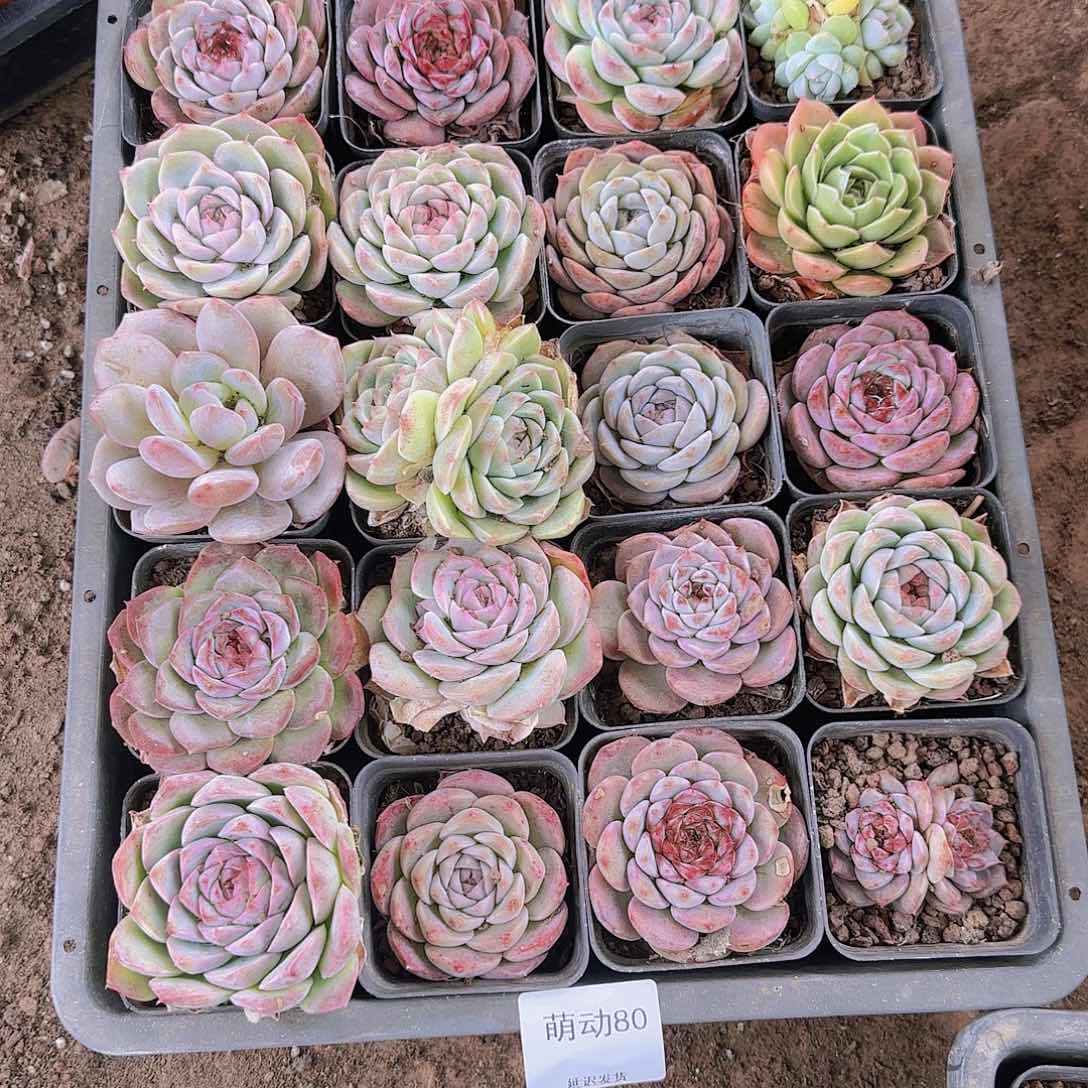 直播一物一拍多肉80