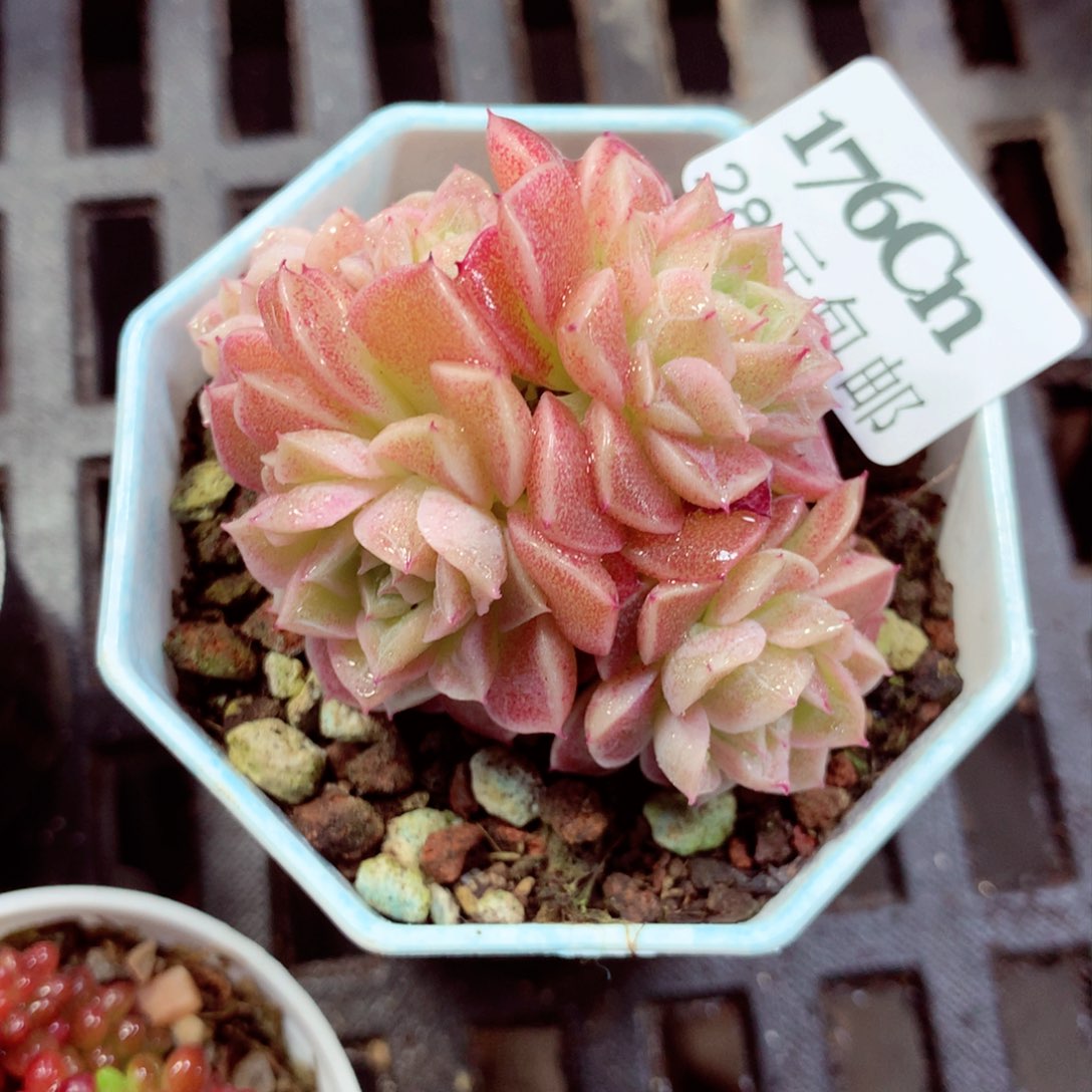 5厘米盆精控多肉176