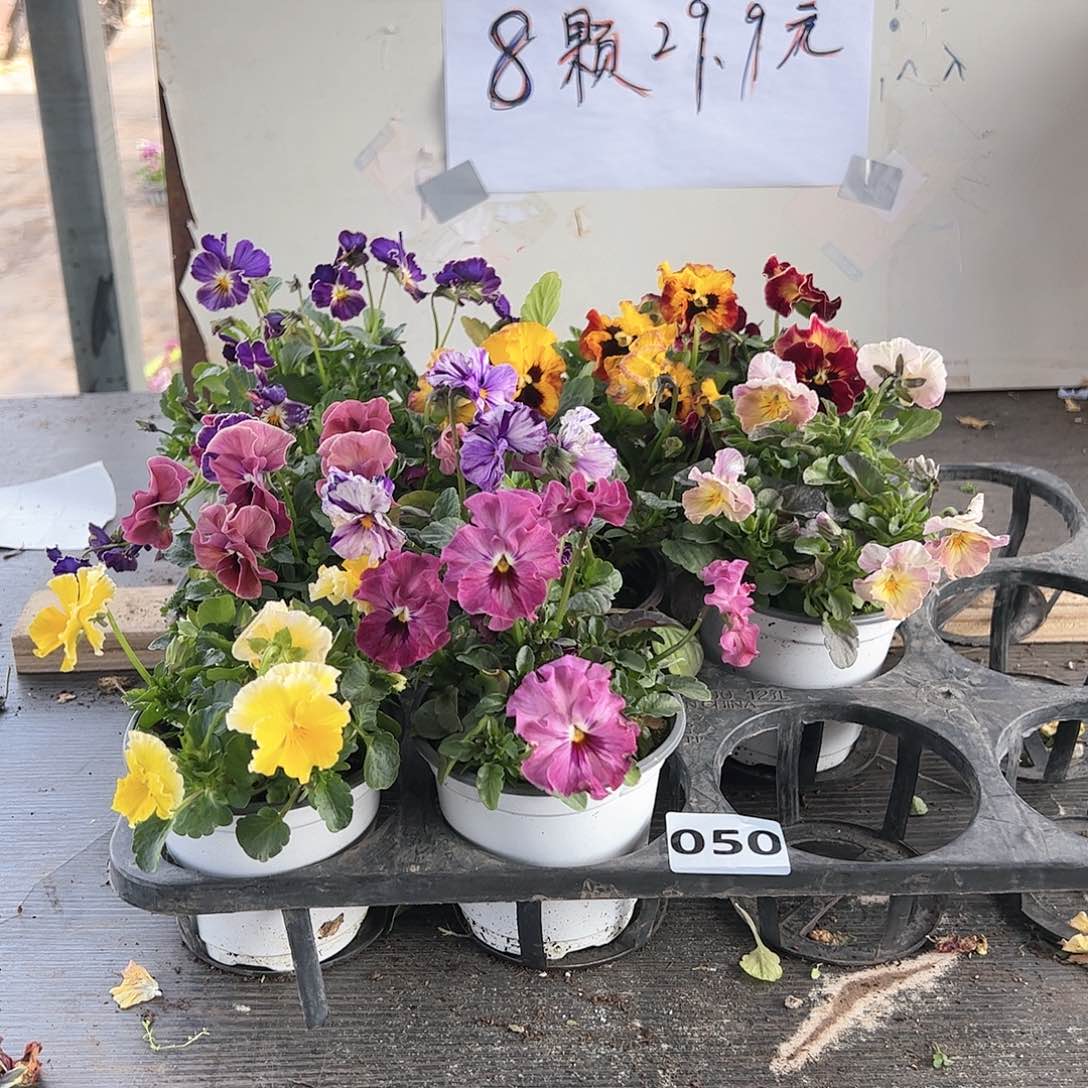 【闪购商品】050号