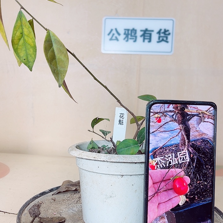 用***6无花朵哈哈哈哈哈哈