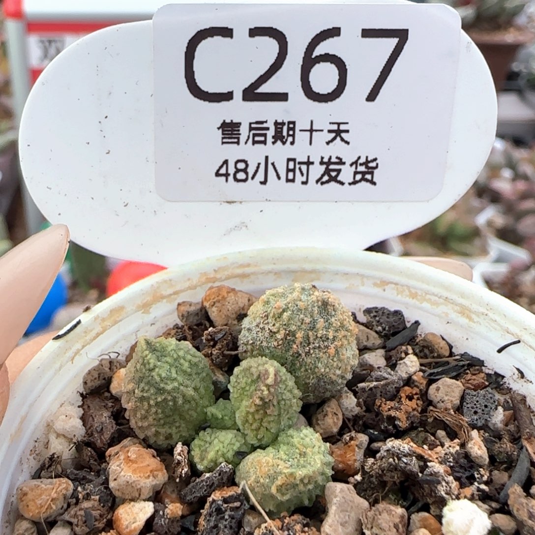 丸叶翠绿石。    267。    