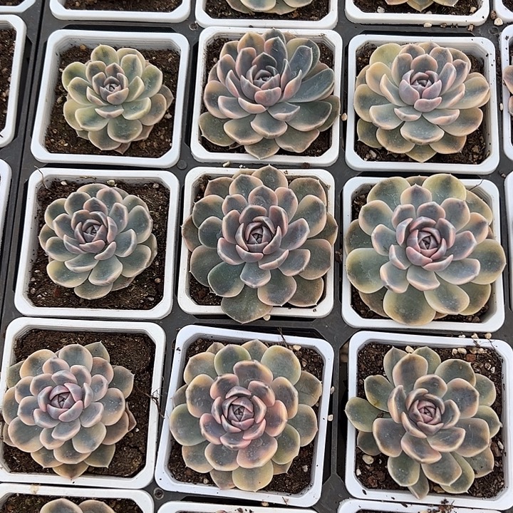 汉堡锦多肉38包邮