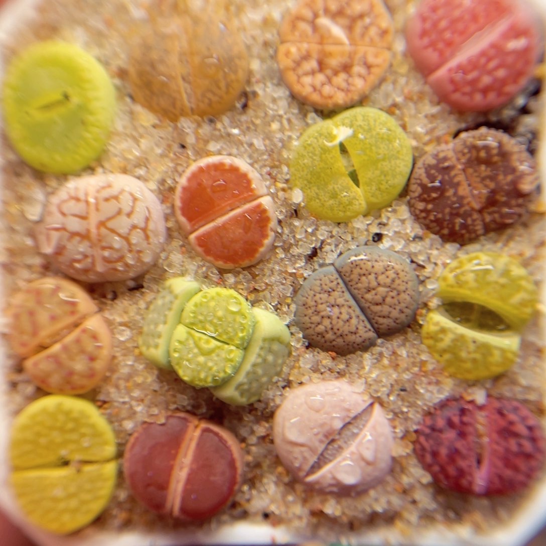 708. 56865678757876897888