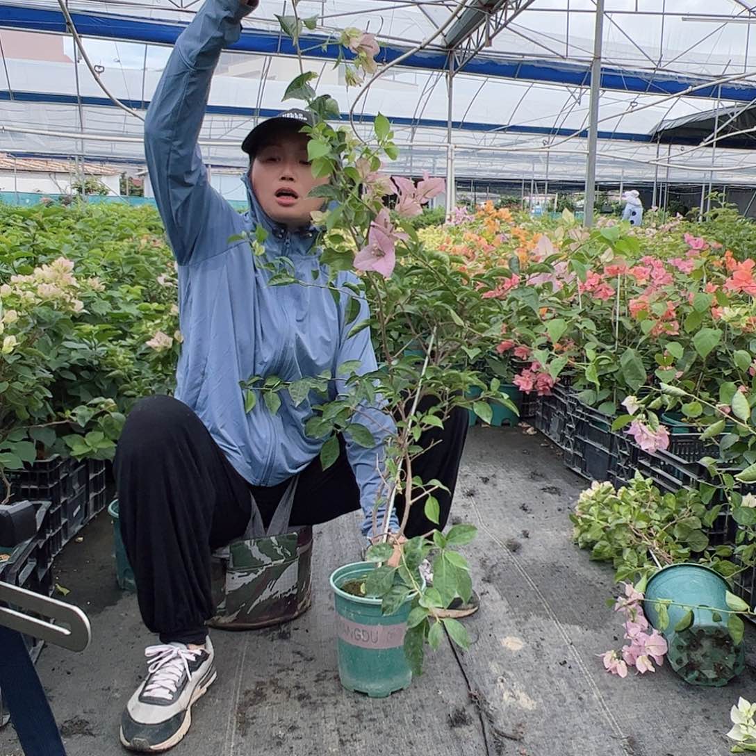 完全开放赛佛理一颗