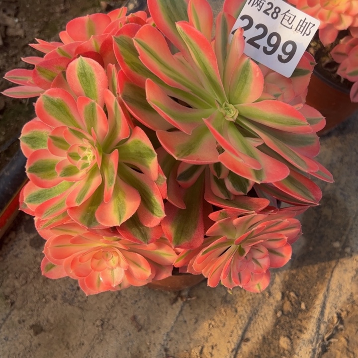 2299女巫多肉植物