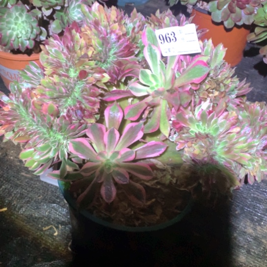 多肉植物缀963对肉