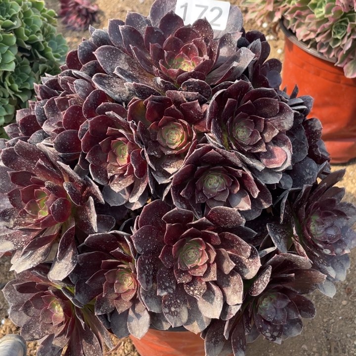 172多肉植物赤焰莲