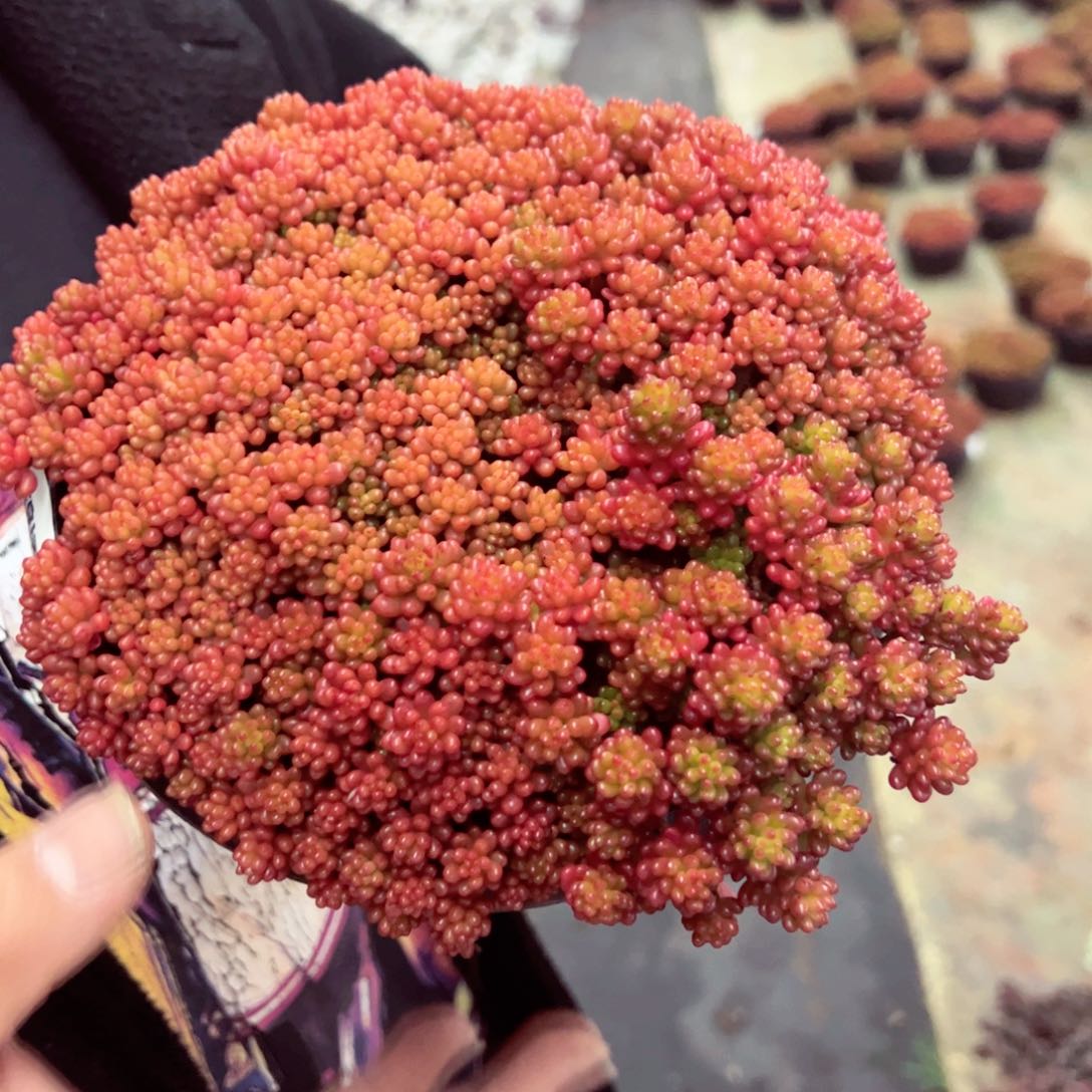 红浆果大盆带盆土