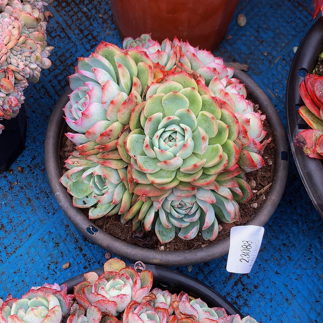 烟***雨     侧影多肉23088