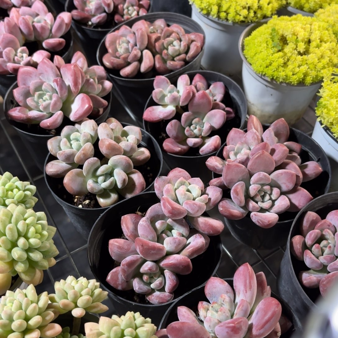 奥普多肉整群11㎝盆