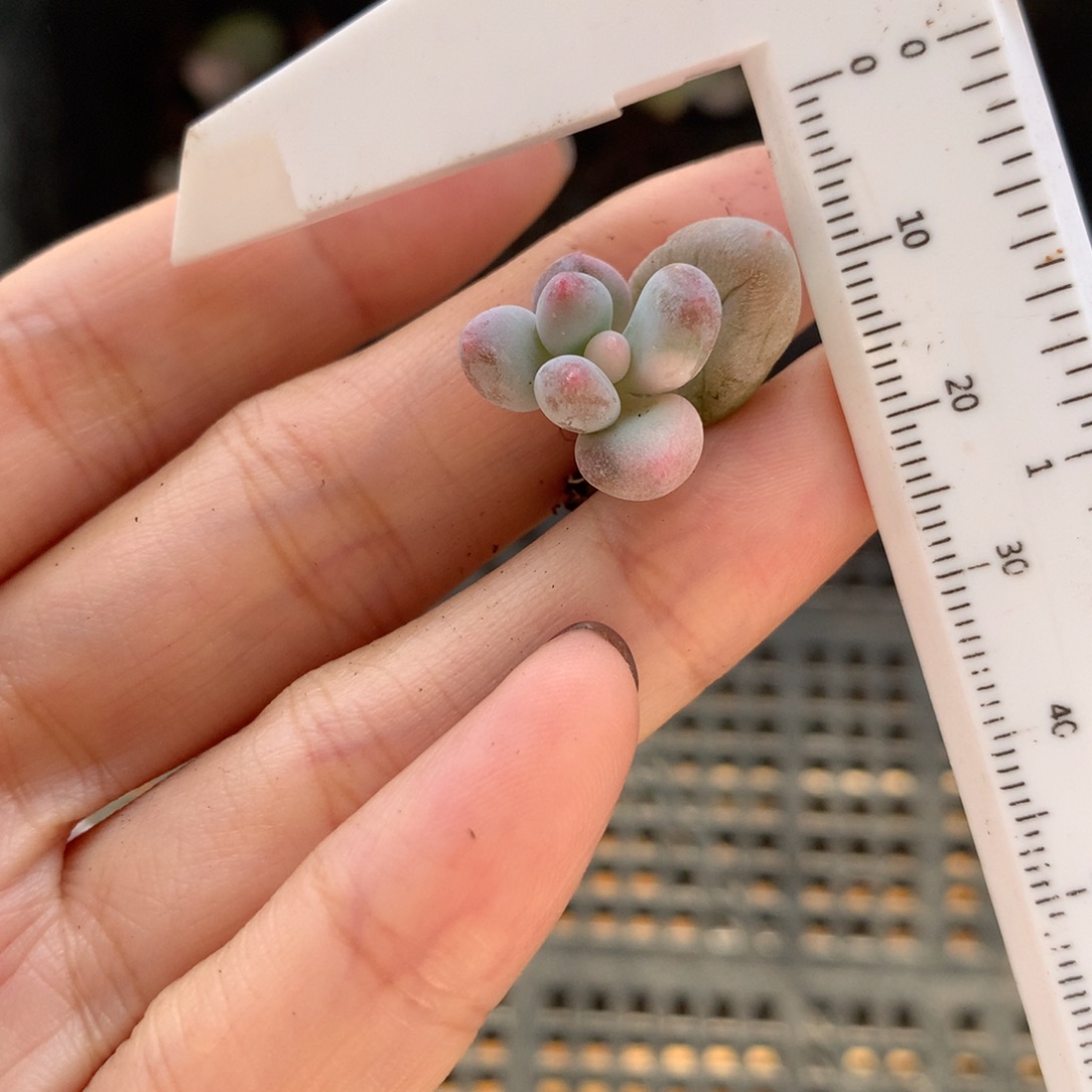 奶酪锦mini奶酪锦