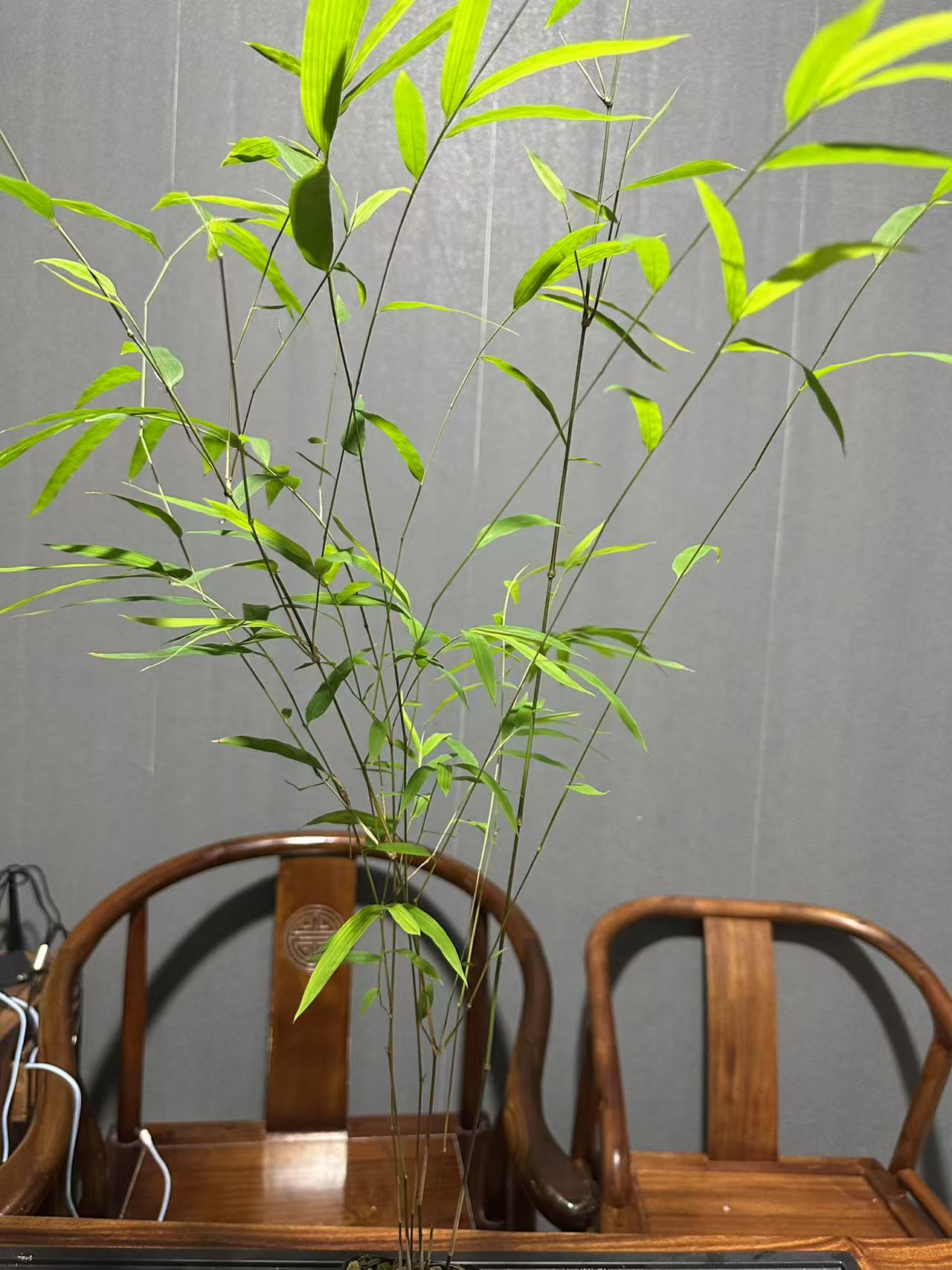 春兰老种宋梅种好发货