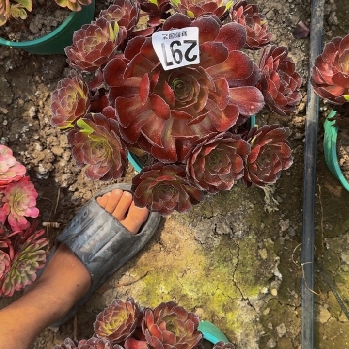 黑寡妇花20-15包邮花花