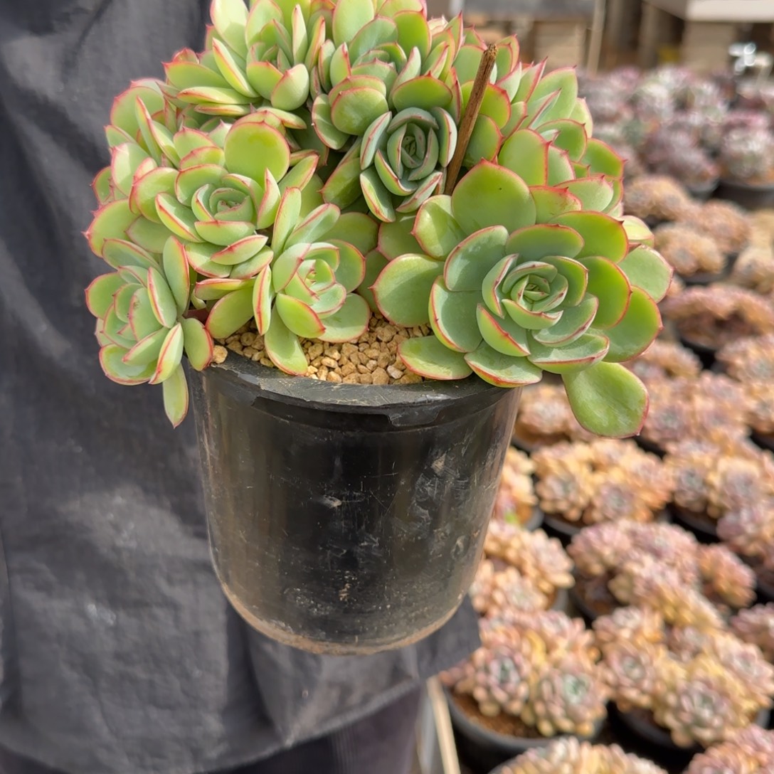 雨***️0099。       牡丹亭朵朵缀多肉