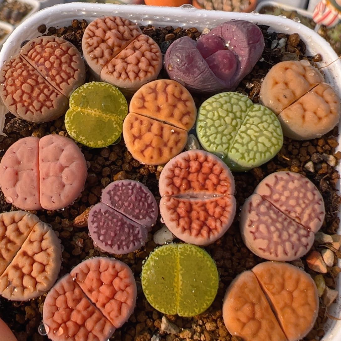 12多肉植物百科知识
