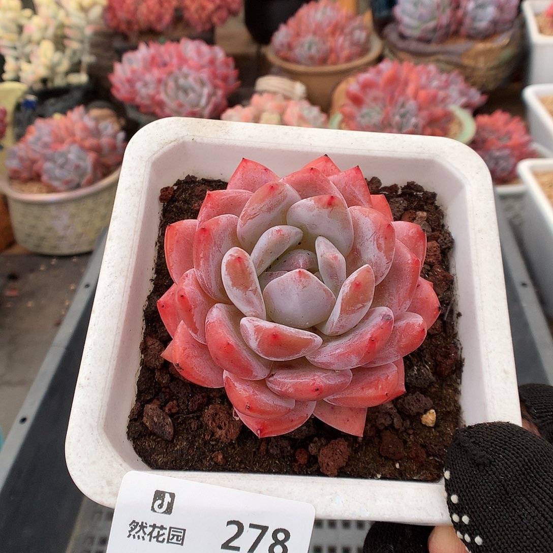 278雪天使多肉植物666