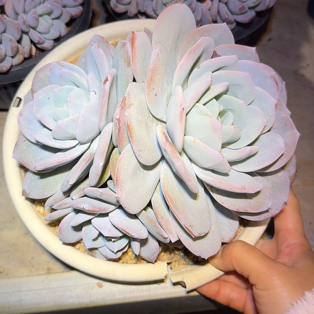 奶茶整无砍群生多肉