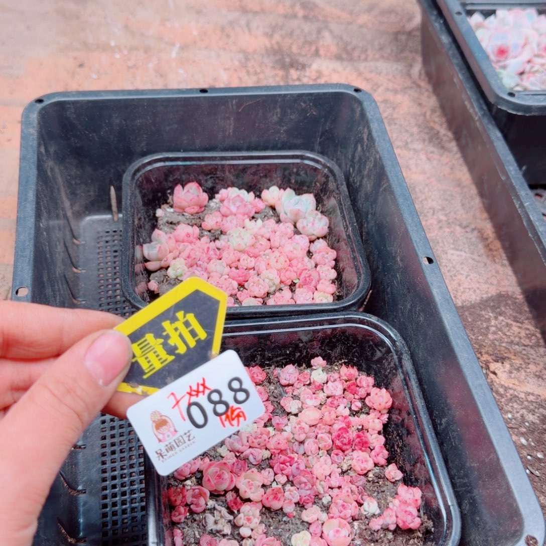 多肉植物多肉植物