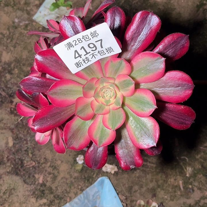 4197美杜莎多肉植物