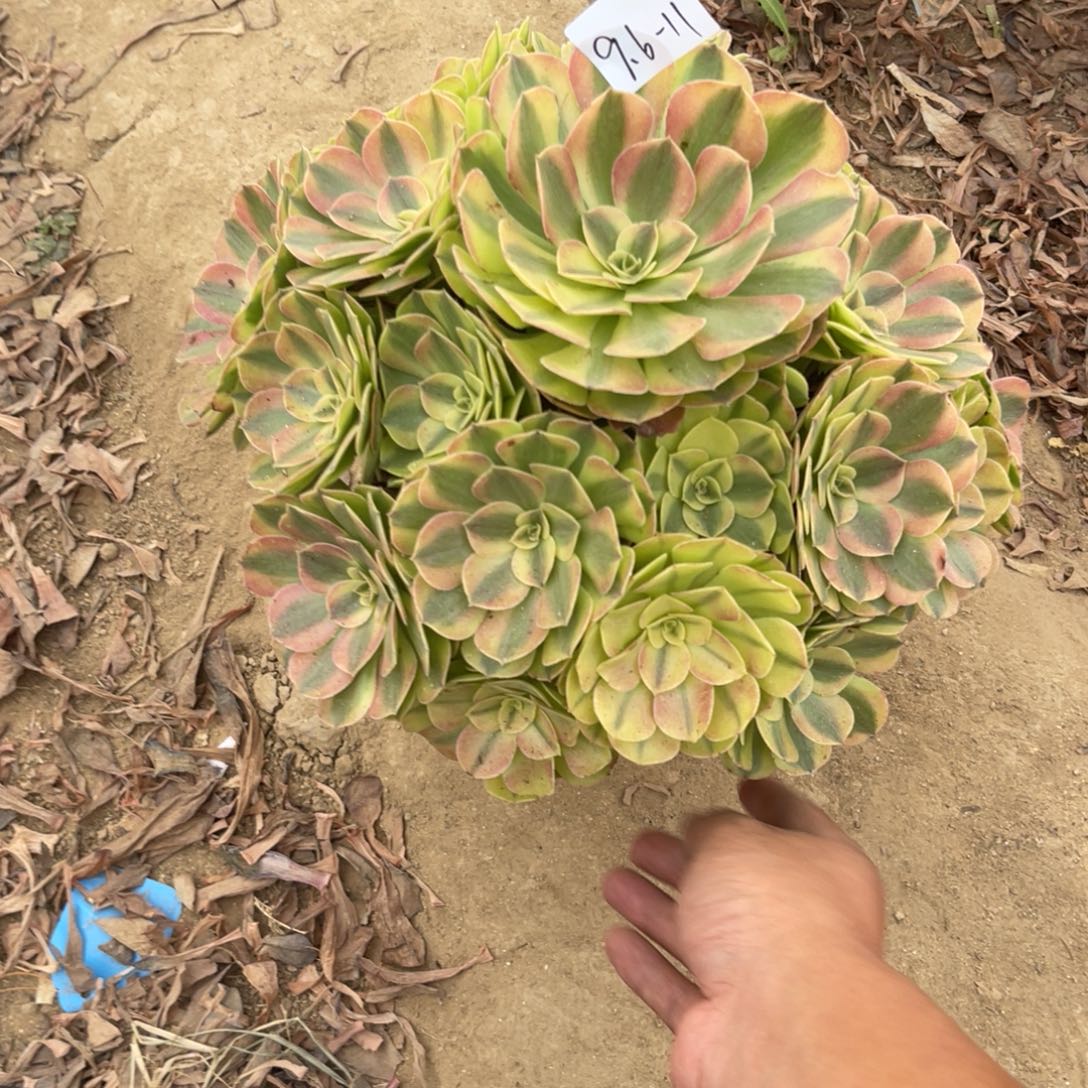 9-6-11雨荷法师锦多肉