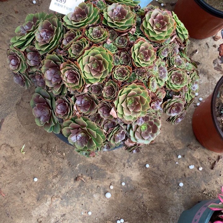 289万圣节多肉植物特价