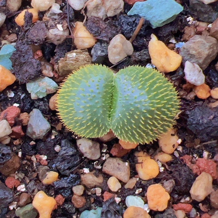 野***丶曲刺圆叶灯台百合2号