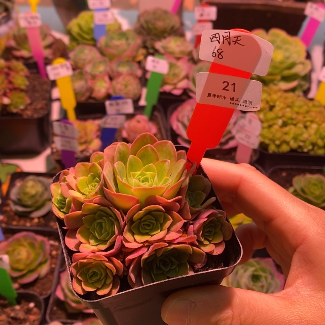 21号四月天—山地玫瑰