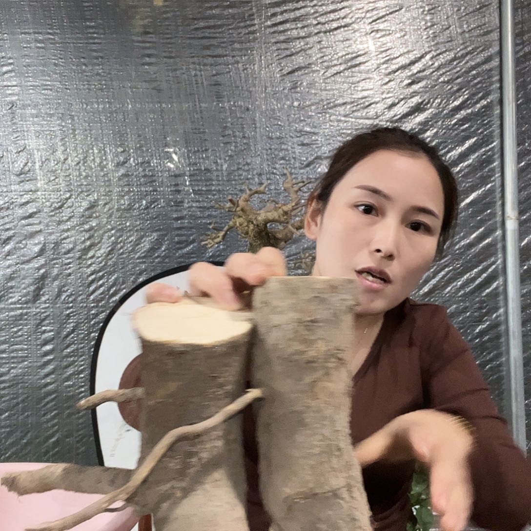 完全开放同安红头头