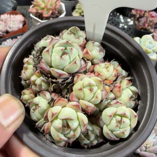 35黄金春雨一物一拍多肉