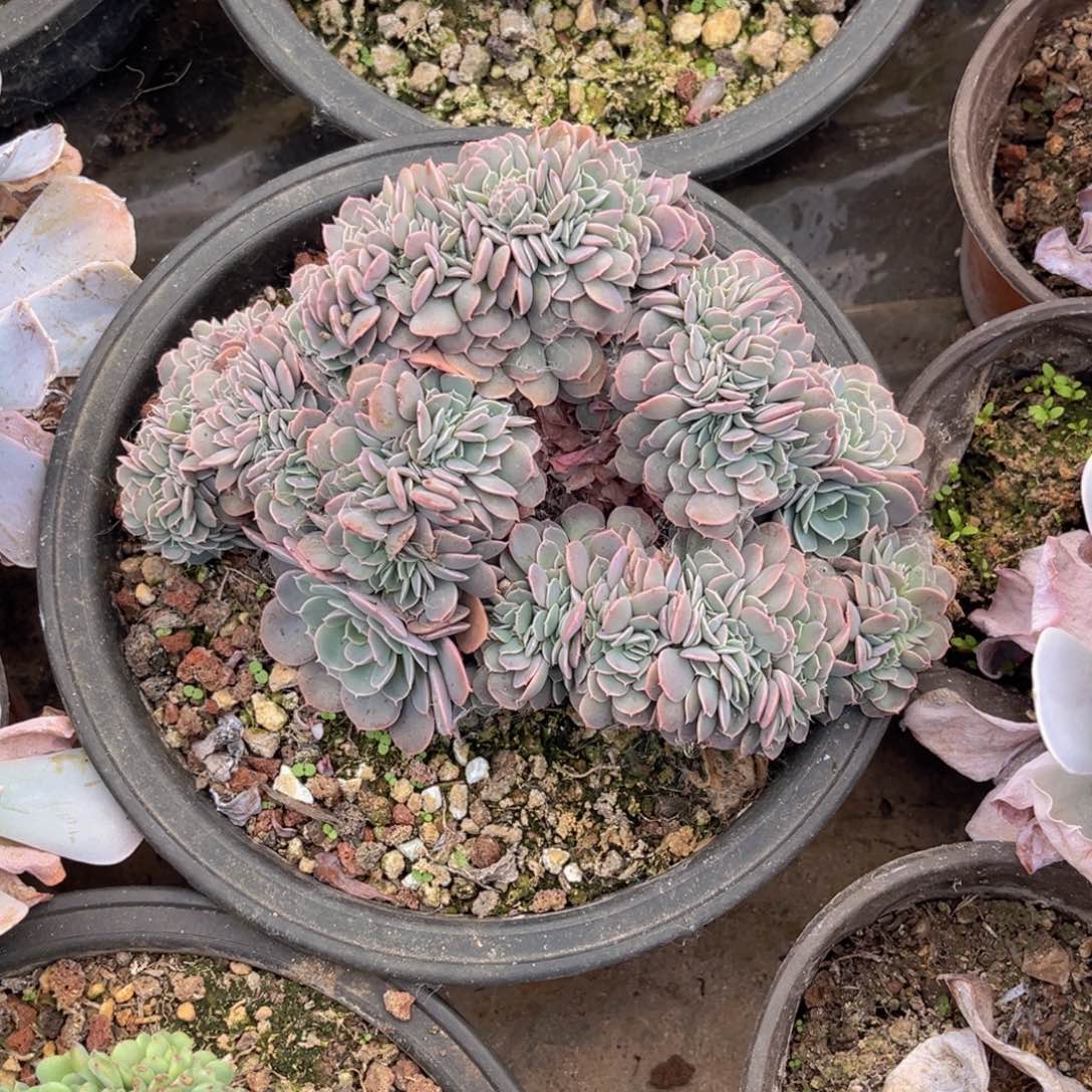 天赐缀化，官服18厘米