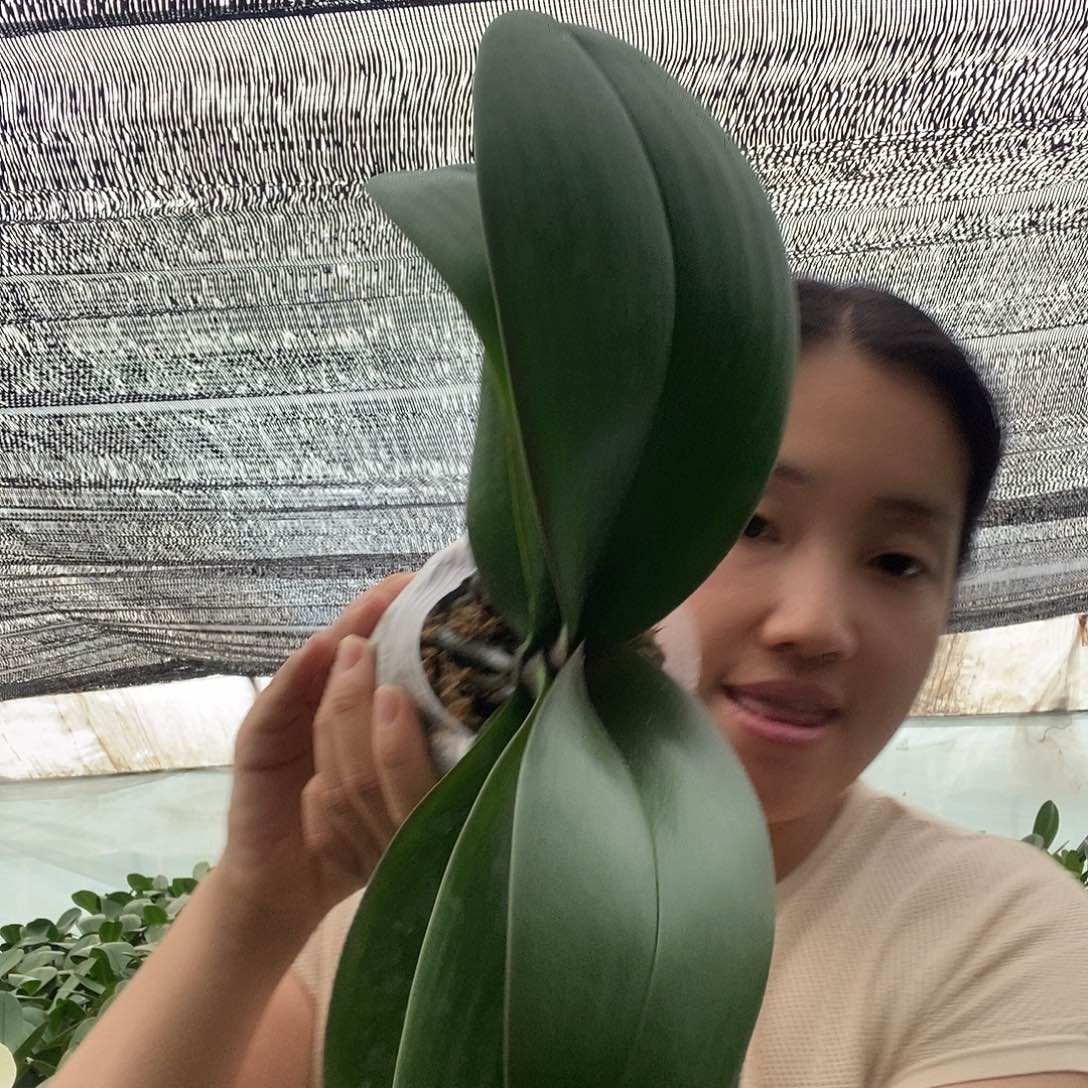 无花朵安娜3.5寸苗