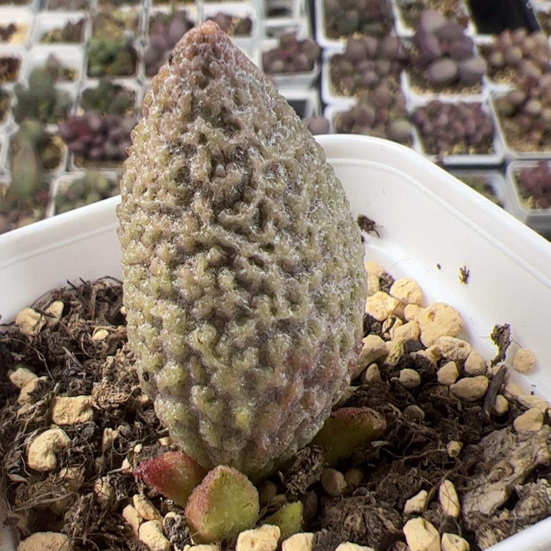 超大母叶草莓糖大苗多肉植物水泡