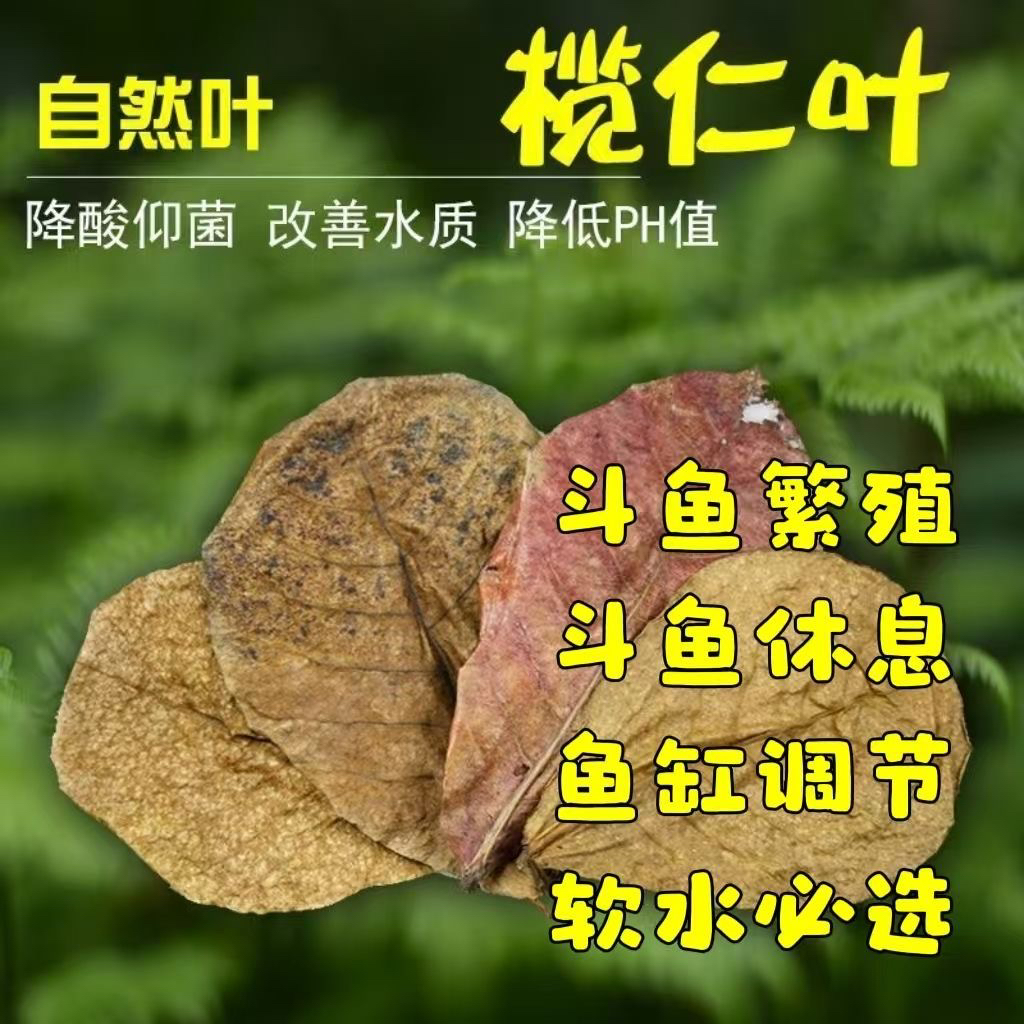 调节水质ph榄仁叶